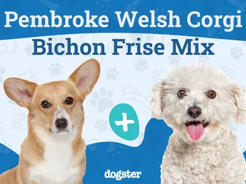 Corgi Bichon Mixed Dog Breed: Info, Pictures, Care & More