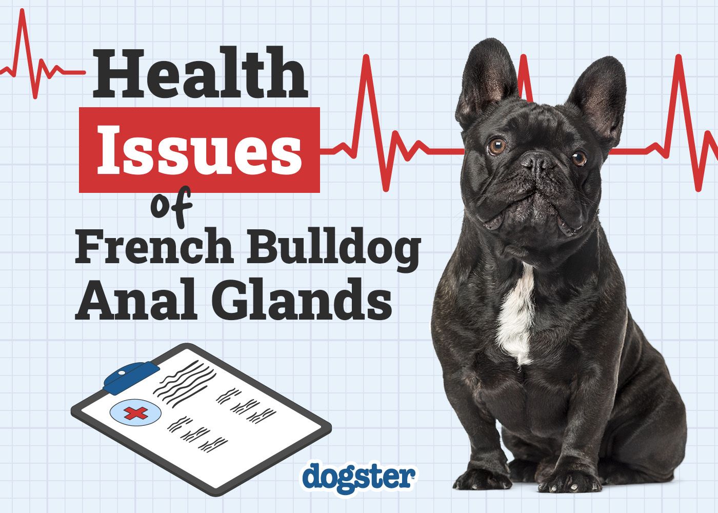 Dogster_Health Problems of French Bulldog Anal Glands
