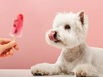 My Dog Ate a Popsicle Stick: Potential Risks, Signs & Next Steps (Vet Answer)