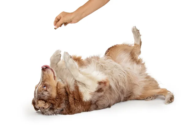 How to Teach a Dog to Play Dead in 4 Vet-Approved Steps (With Video)