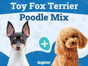 Foodle Dog Breed (Poodle & Toy Fox Terrier Mix): Info, Pictures, Care & More