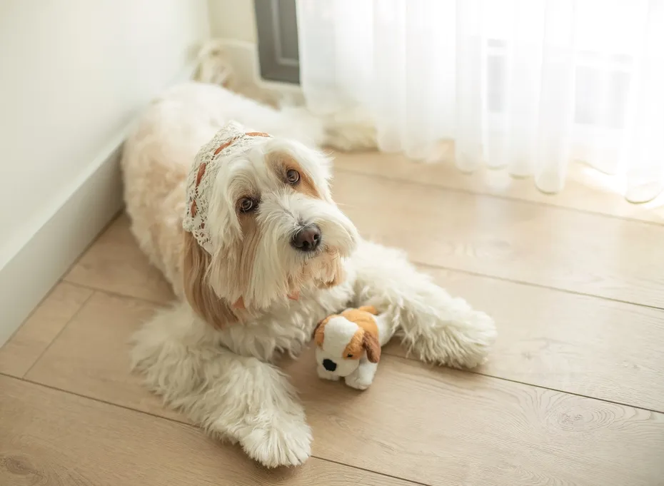 cute mini goldendoodle at home