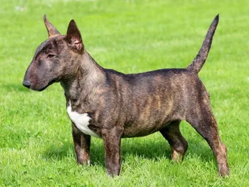 Miniature Bull Terrier Dog Breed: Info, Pictures, Traits & More