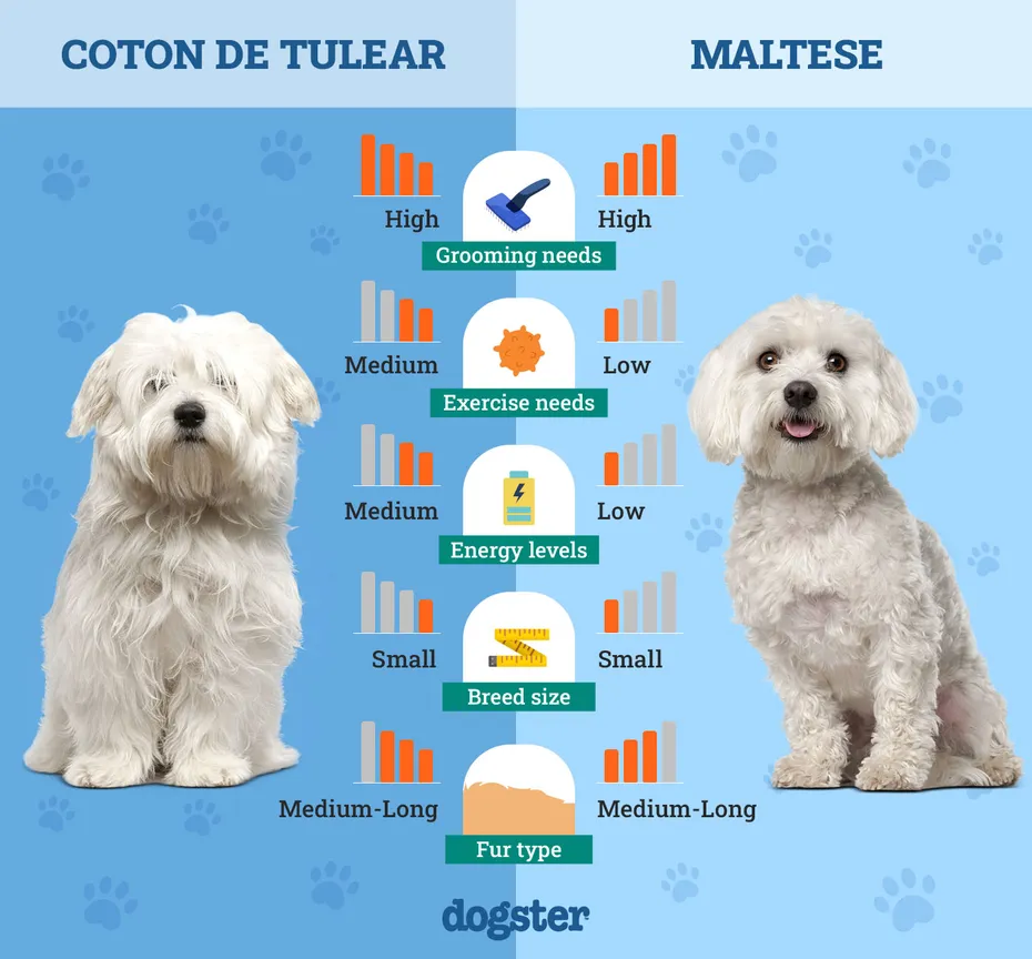 Dogster_Side by Side Comparison_Coton de Tulear vs Maltese