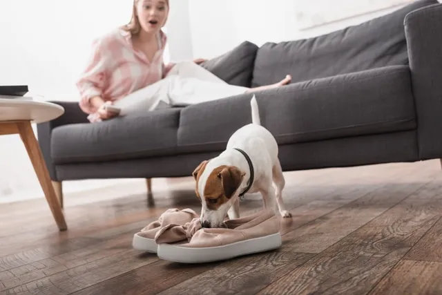 How to Get Dog Pee Smell & Stains Out of Shoes and Boots