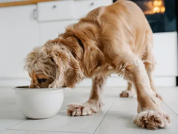 What Food Is Good for a Dog’s Skin & Coat? Vet-Verified Facts & FAQ