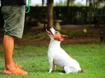 How to Teach a Dog to Stay in 8 Vet-Approved Steps