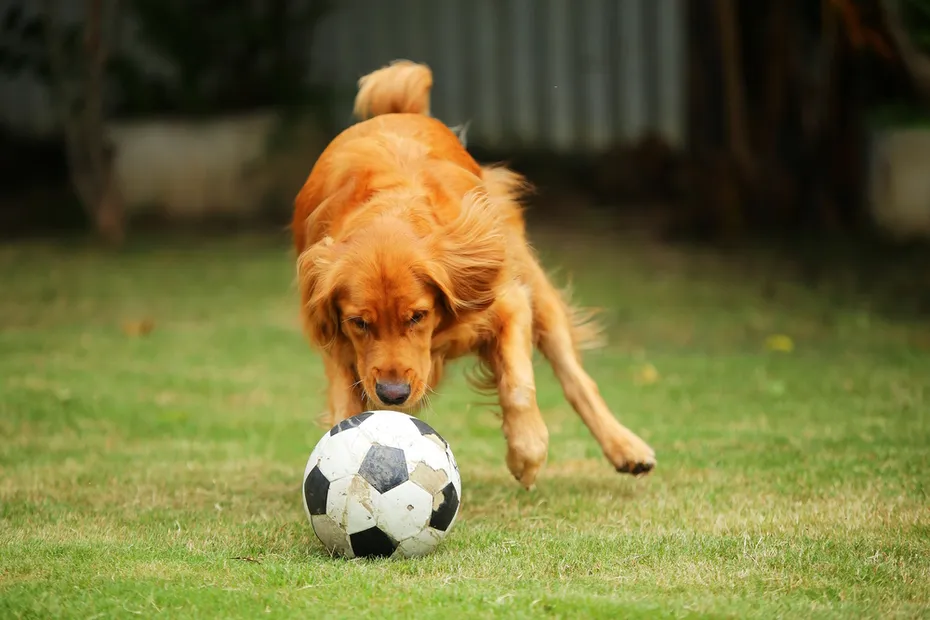 Image Credit: golden-retriever-playing-ball-in-the-grass