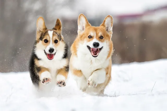 Why Do Dogs Love Snow? 3 Vet Reviewed Reasons & Care Tips