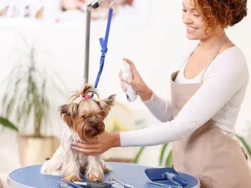 10 Best Dog Shampoos for Yorkies in 2026: Reviews & Top Picks
