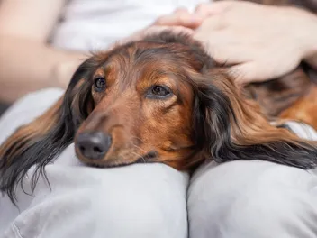 How Do I Know if My Dog Is Dying or Just Sick? Our Vet Explains the 9 Signs to Look For