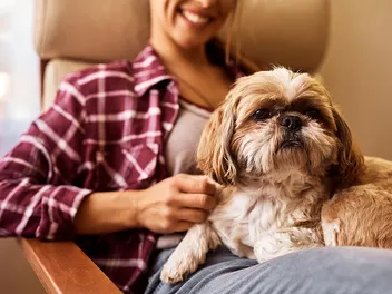 21 Best Lap Dog Breeds: Info, Pictures, Origin & More
