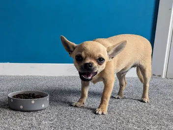 Doggy Mealtime Antics: Food Fights With Fred