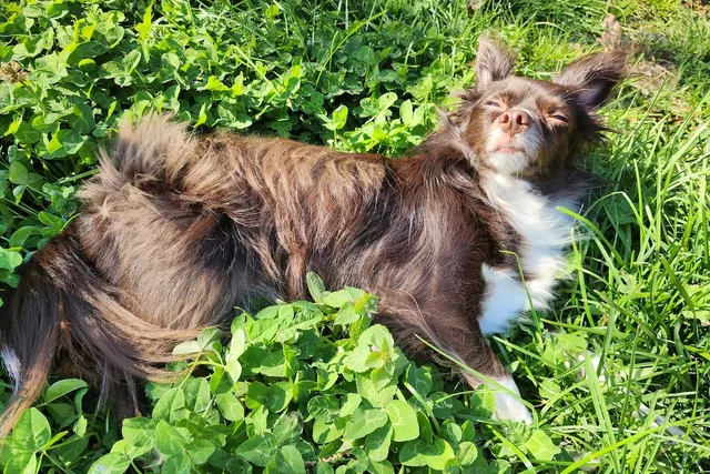 Am I a Helicopter Dog Parent? Ways I May Be Overprotective of Penny