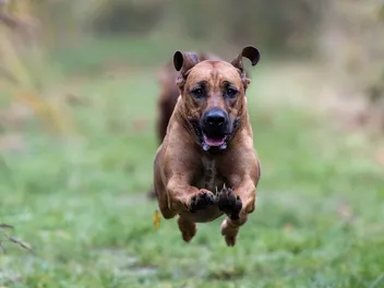 15 Athletic Dog Breeds: Info, Pictures, Traits & Temperament