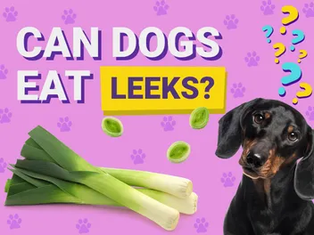Can Dogs Eat Leeks? Find Out How Safe They Are!
