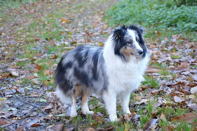 Are Shelties Hypoallergenic? Vet-Approved Facts & Tips