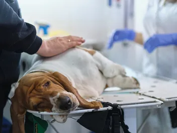 Can a Spayed Dog Get Pyometra? Our Vet Explains