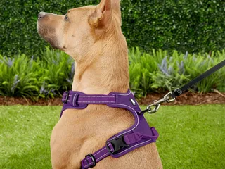 10 Best Dog Harnesses for Walking in 2026 - Reviews & Top Picks