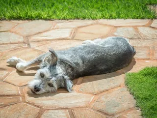Mauzer (Miniature Schnauzer Maltese Mix) - Info, Pictures, Care & More