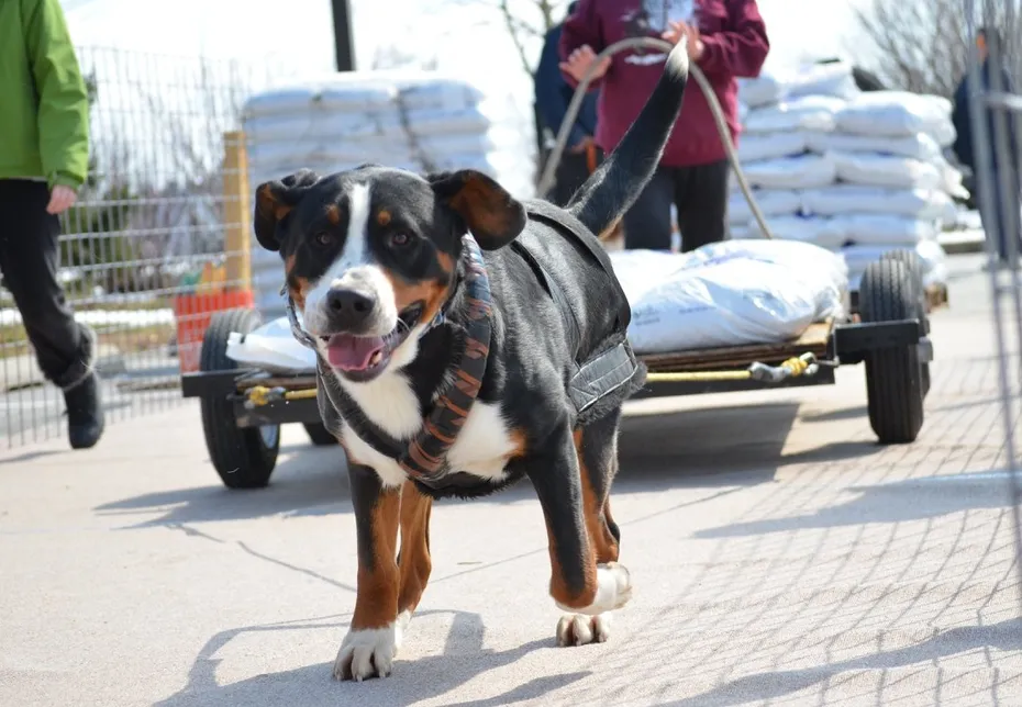 Dog Weight-Pulling – Enrichment or Exploitation 3