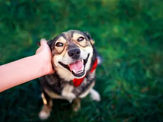 Do Dogs Like Ear Rubs? Vet-Approved Care Tips