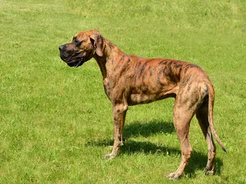 Why Is My Great Dane So Skinny? 5 Typical Reasons (Vet-Reviewed)