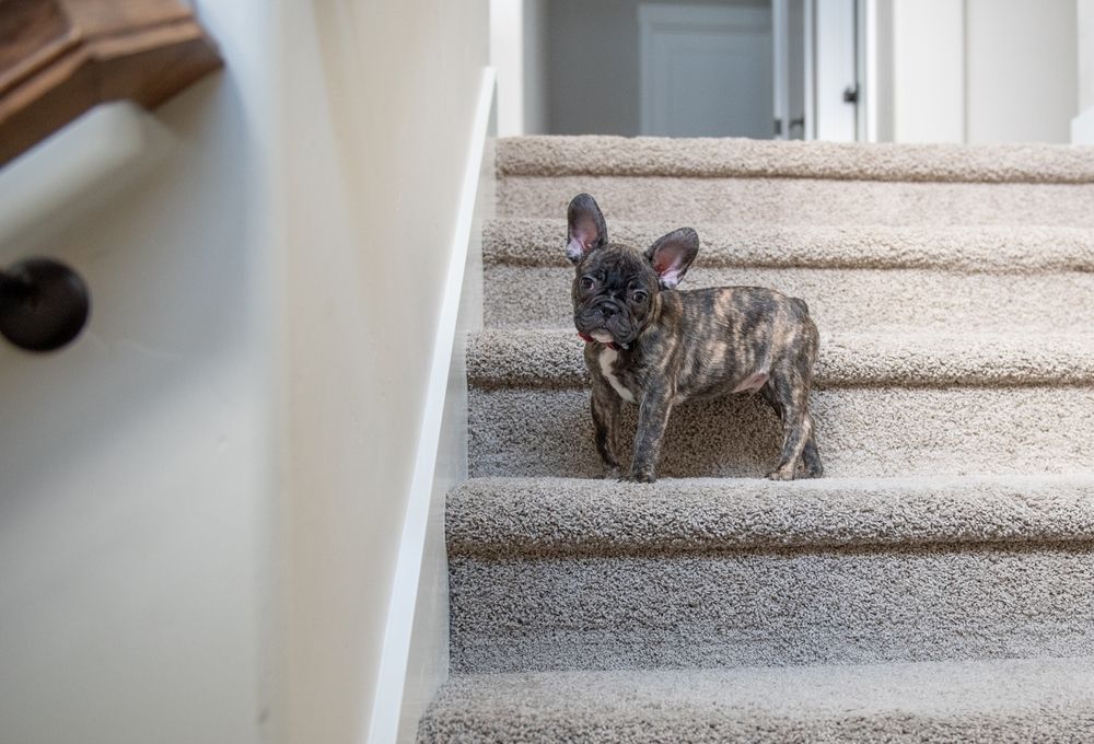 French bulldog puppy on carpeted stairs standing