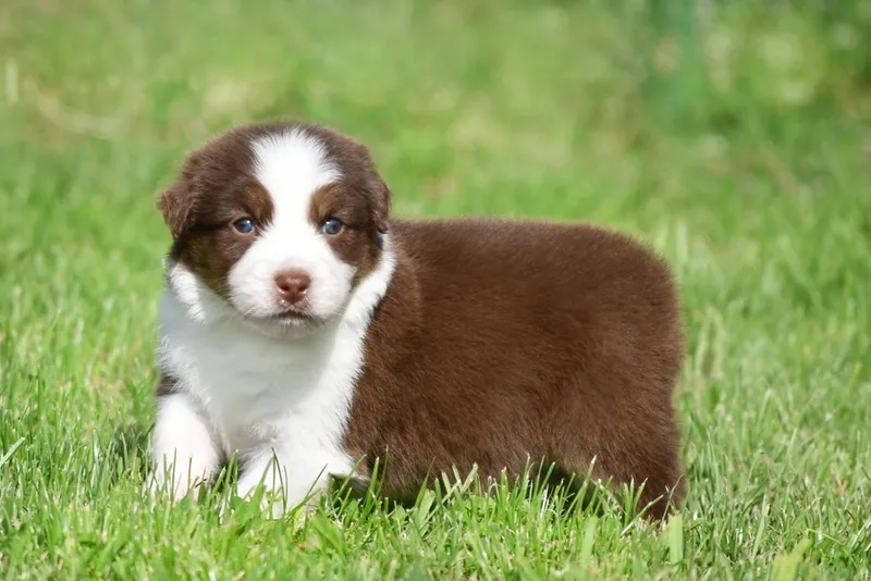 red-bicolor-australian-shepherd-puppy