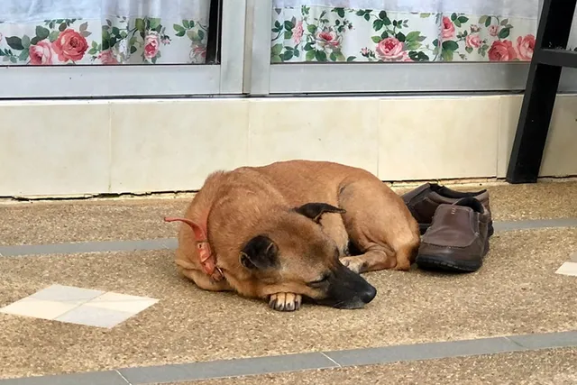 How to Get Dog Poop Smell & Stains Out of Shoes: 5 Effective Ways