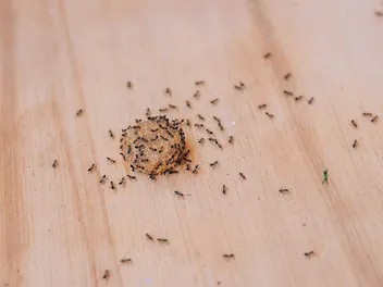 How to Keep Ants Out of Dog Food: 10 Easy & Effective Tips