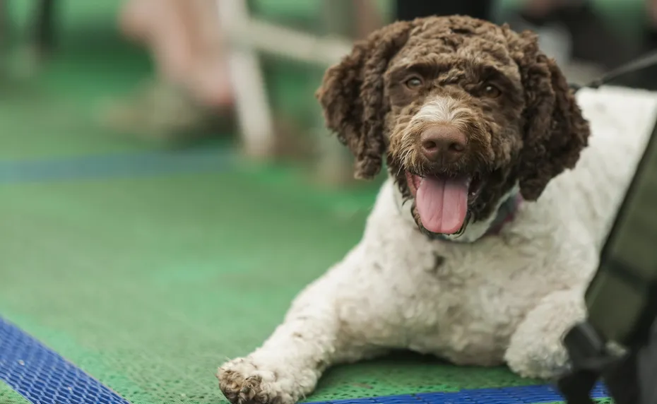 A close up of a Barbet dog lying down on a ferry during a sunny summer day