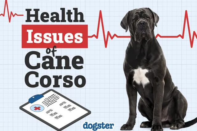 Cane Corso Health Issues to Watch For: 7 Common Vet-Reviewed Concerns