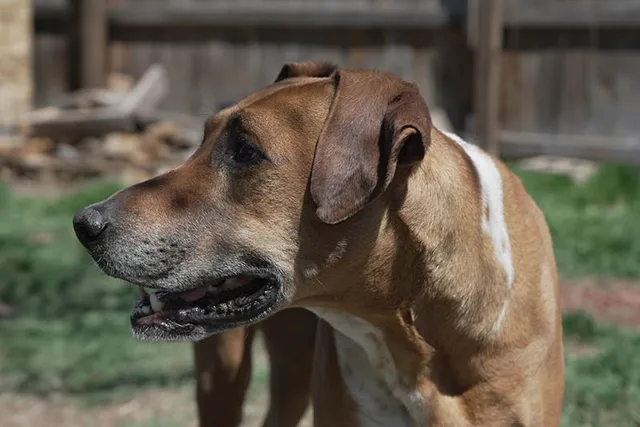 Rhodesian Boxer Mixed Dog Breed: Info, Pictures, Care & More