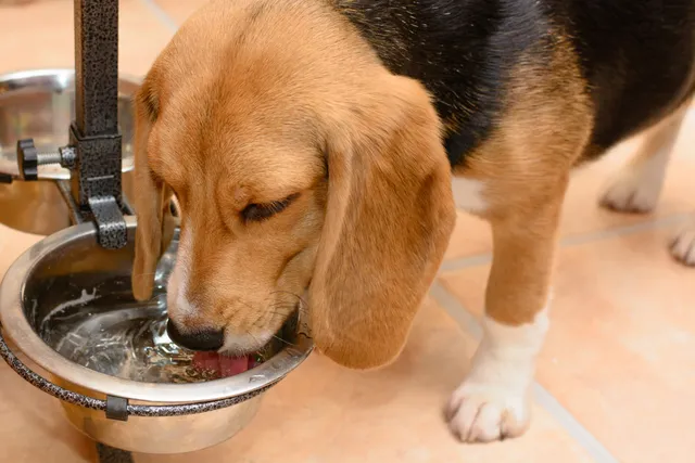 Why is My Dog Drinking a Lot of Water? 9 Vet-Verified Reasons