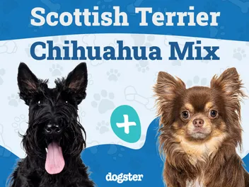 Scotchi (Scottish Terrier & Chihuahua Mix): Info, Pictures, Care & More