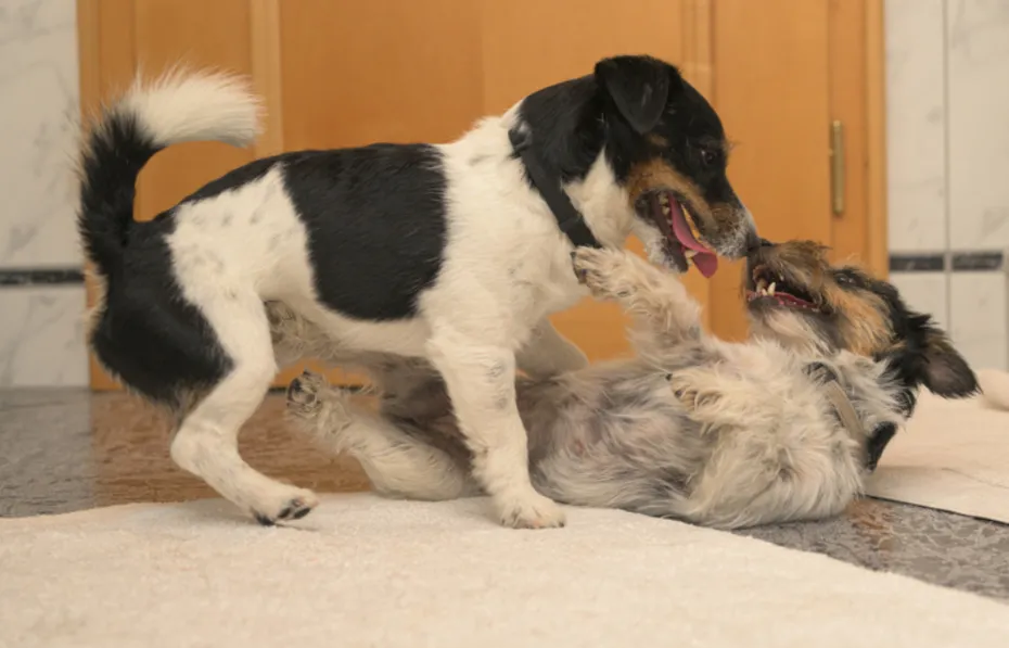 two dogs playing indoor