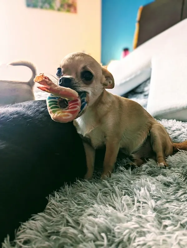 Fred loves hoarding his donuts, but his first one, the OG, is still his favorite.