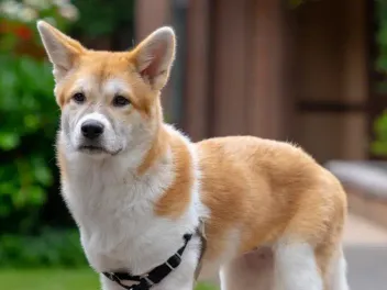 Jindo Corgi Mix: Info, Pictures, Care & More