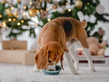 21 Christmas Gifts for Dog Moms (2026 Guide)