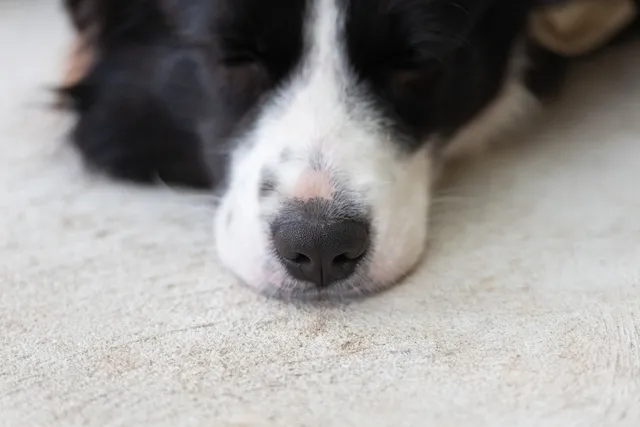 Can I Put Coconut Oil on My Dog's Nose? Vet-Verified Facts & Safety