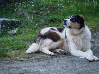 Greek Sheepdog Dog Breed: Info, Pictures, Care & More