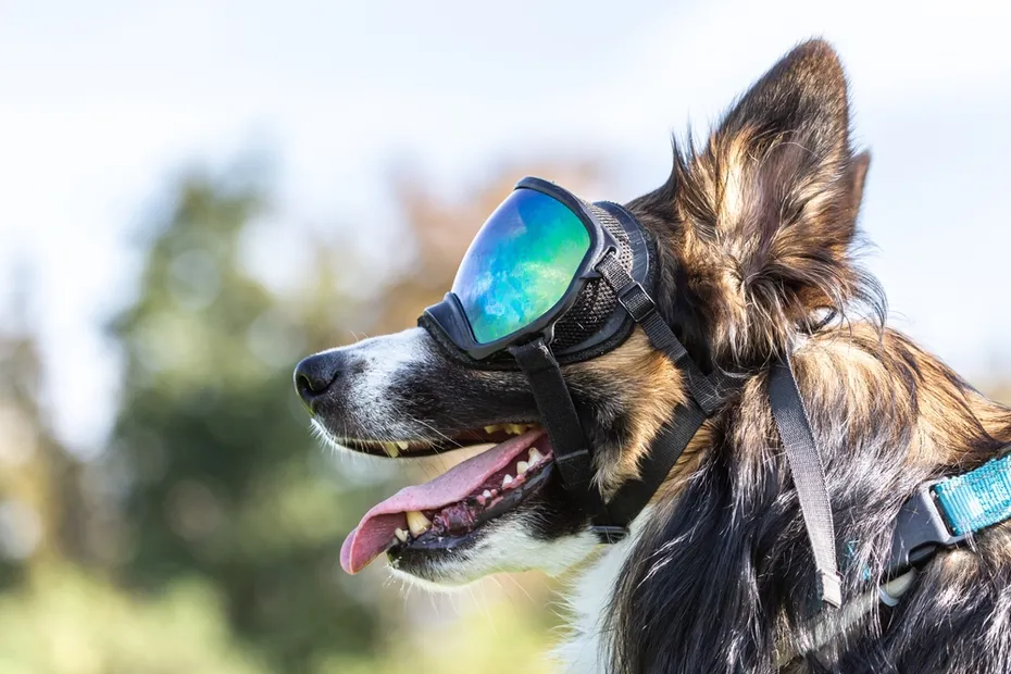 Portrait of a dog wearing an eye protection mask