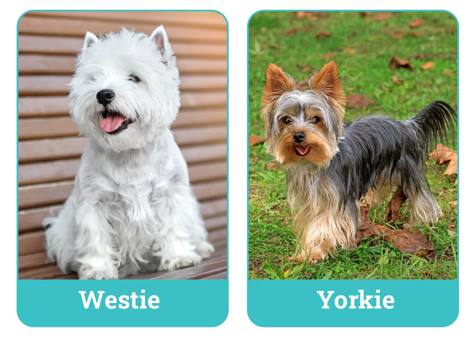 Westie vs Yorkie