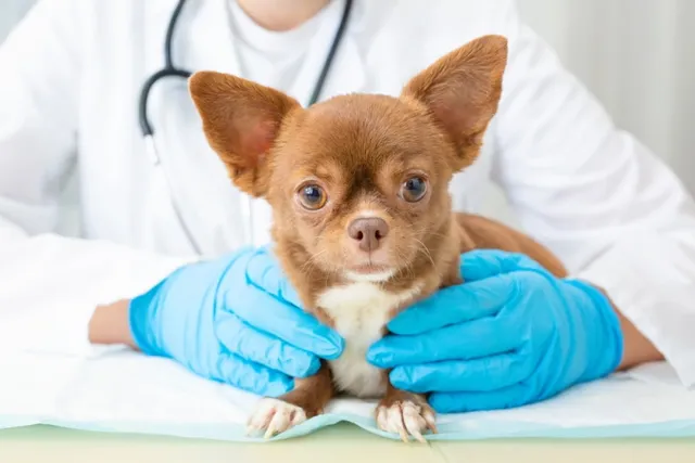 Puppy Deworming Schedule: Our Vet Explains
