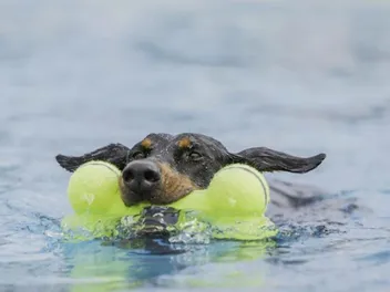 Can Dobermans Swim? Challenges, Tips & FAQs