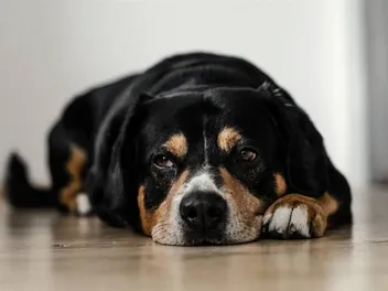 Why Does My Dog Throw Up in the Morning? 10 Vet-Verified Causes