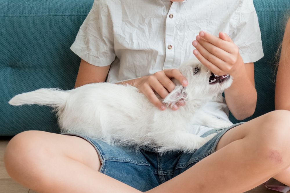 west-highland-white-terrier-bites-a-kid-while-playing