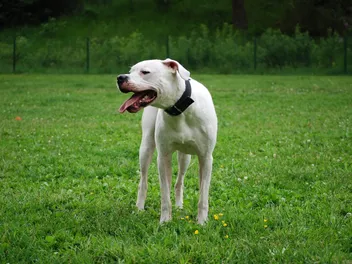 8 Dogo Argentino Facts: Learn About This Interesting Breed (Vet-Verified)