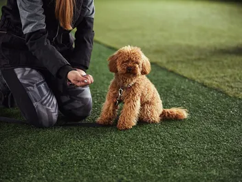 The Right Way to Train a Skittish Dog, Approved by Vets